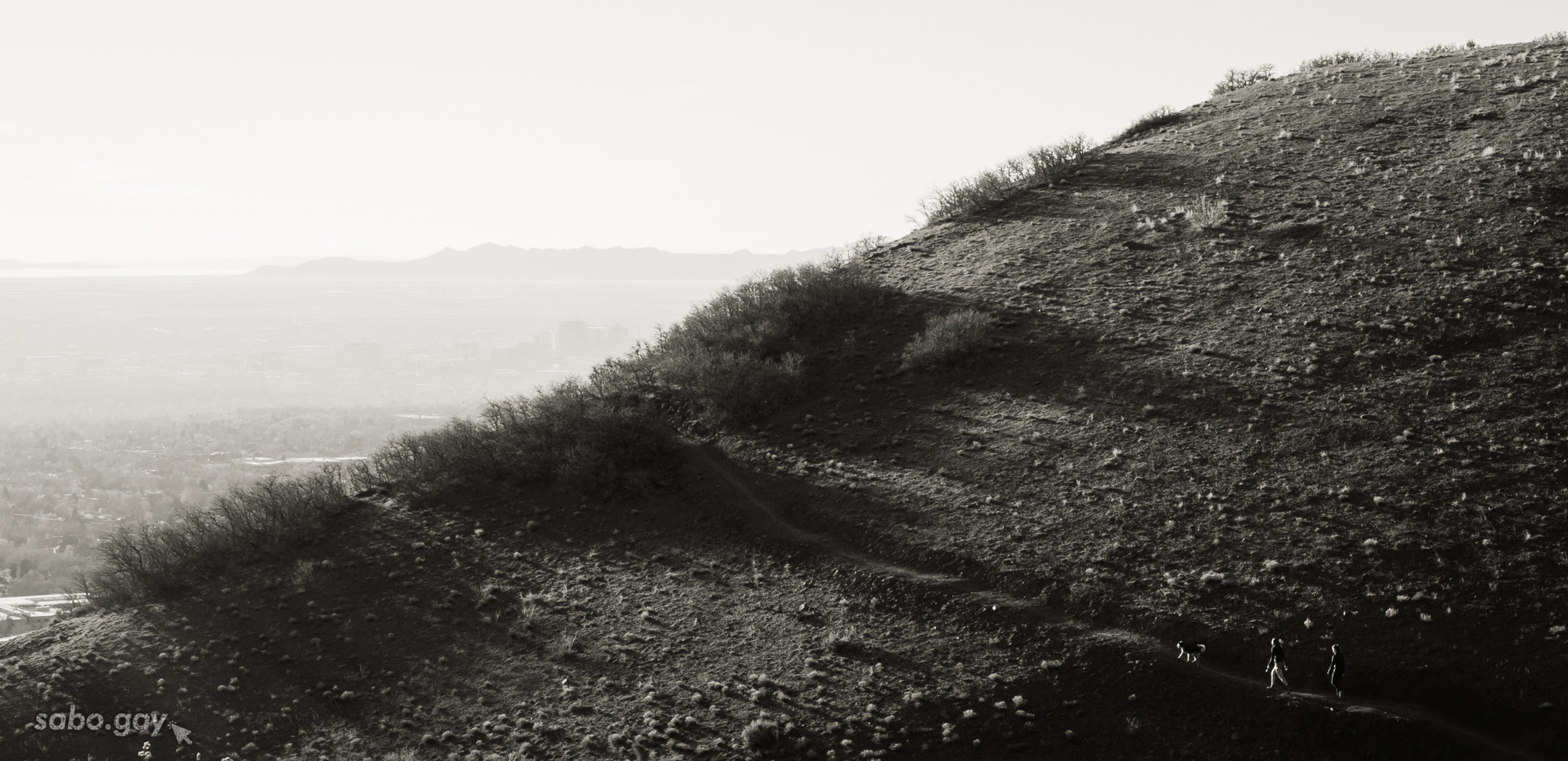 Look Closely for Dogs